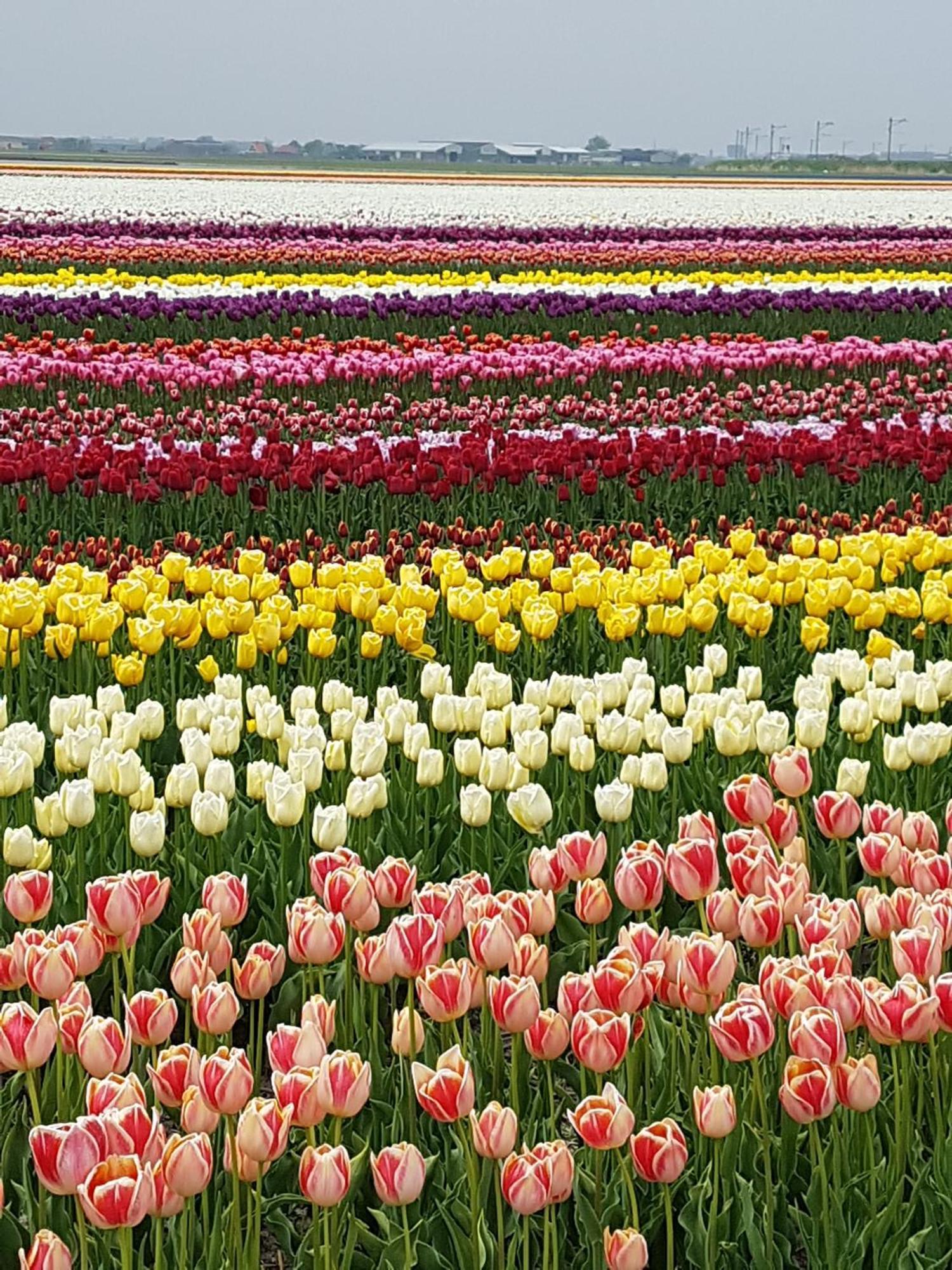 Romantisch Huisje Nabij Het Strand Met Uitzicht Op De Tulpenvelden Julianadorp Exterior photo