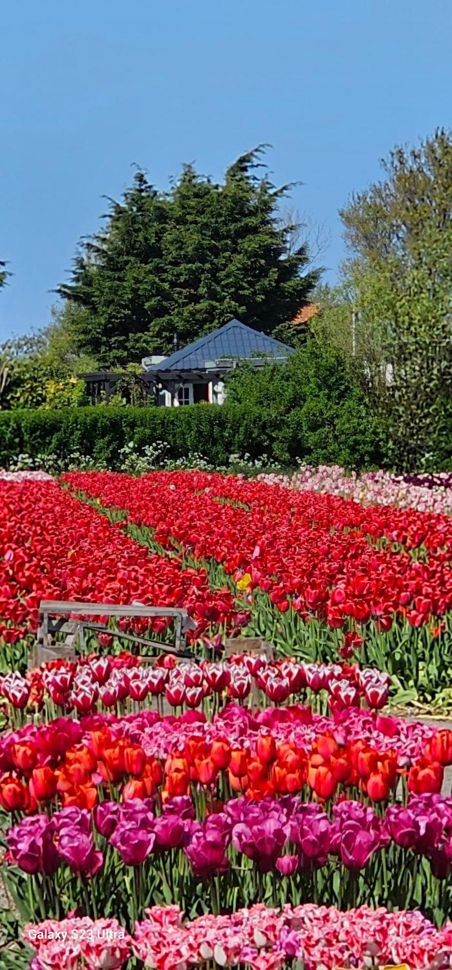 Romantisch Huisje Nabij Het Strand Met Uitzicht Op De Tulpenvelden Julianadorp Exterior photo