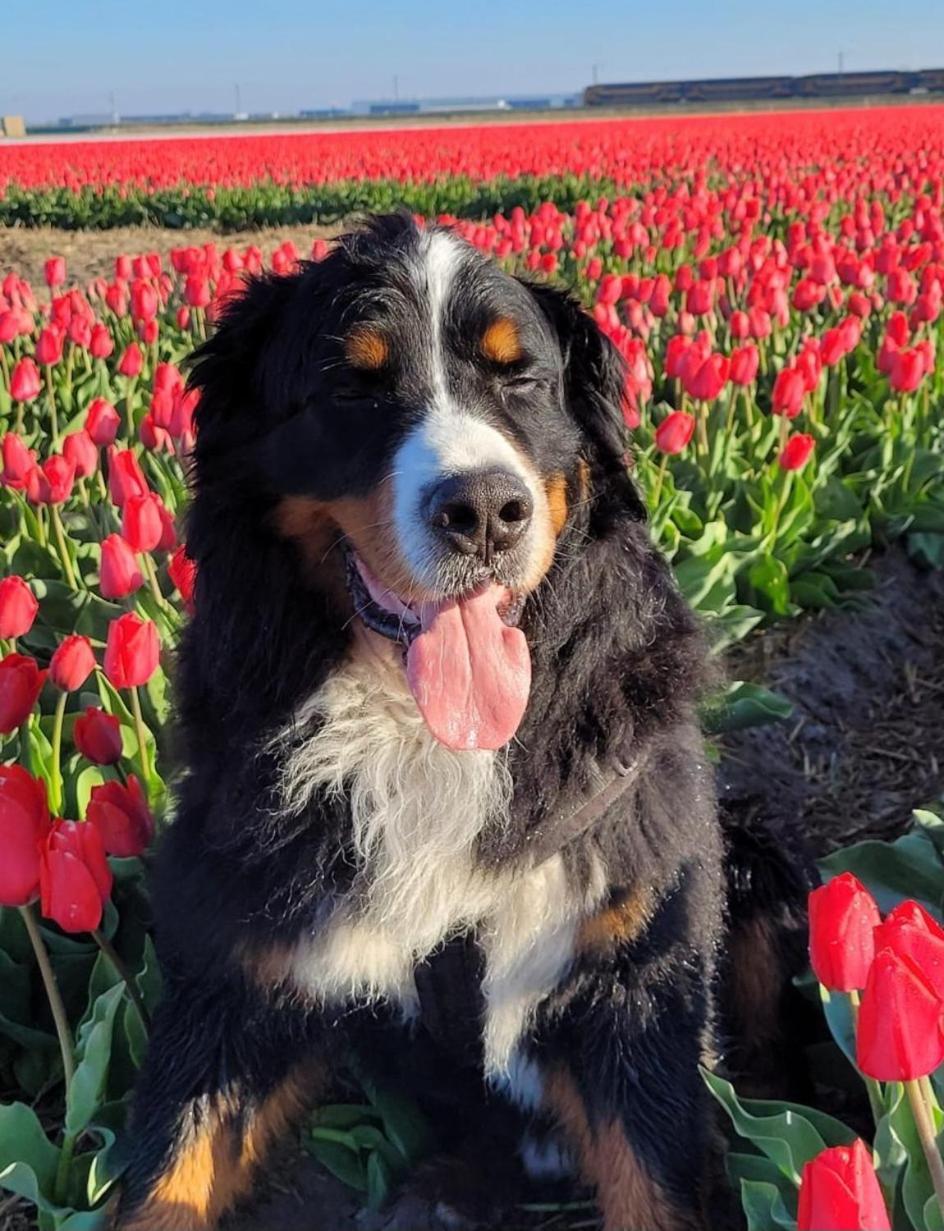 Romantisch Huisje Nabij Het Strand Met Uitzicht Op De Tulpenvelden Julianadorp Exterior photo