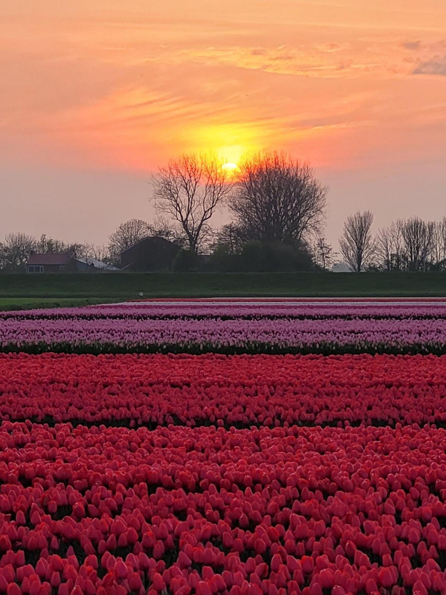 Romantisch Huisje Nabij Het Strand Met Uitzicht Op De Tulpenvelden Julianadorp Exterior photo